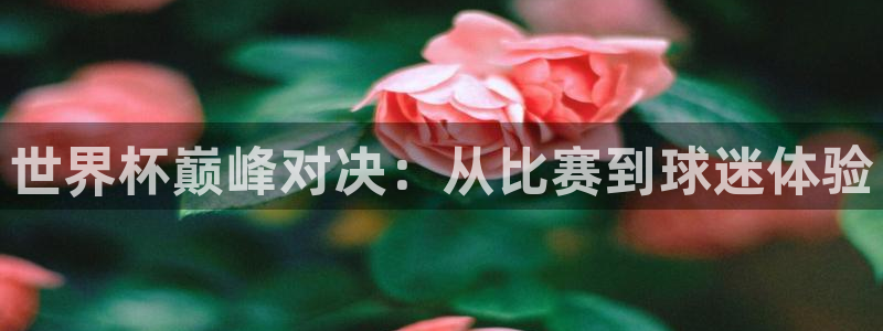 世界直播:世界杯巅峰对决:从比赛到球迷体验